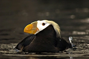 Images Dated 28th August 2005: Captive Crested Puffin, Alaska Sealife Center, Seward, AK