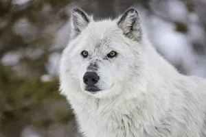 Images Dated 29th January 2018: Captive gray wolf portrait at the Grizzly and Wolf Discovery Center in West Yellowstone