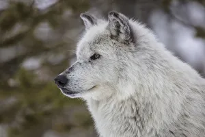 Images Dated 29th January 2018: Captive gray wolf portrait at the Grizzly and Wolf Discovery Center in West Yellowstone