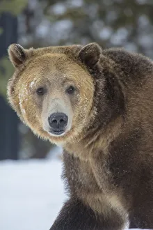 Images Dated 29th January 2018: Captive grizzly bear at the Grizzly and Wolf Discovery Center in West Yellowstone