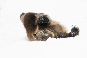 West Yellowstone Prints: Captive grizzly bear at the Grizzly and Wolf Discovery Center in West Yellowstone