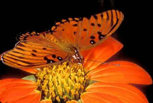 Butter Fly Prints: Detail of captive gulf fritillary butterfly on flower