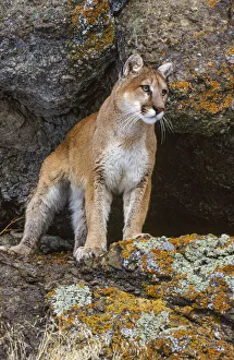 Staring Prints: Captive Mountain Lion is perched on orange lichen covered cliff, Montana