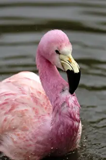 Andean Prints: A captive photo of a Andean Flamingo (Phoenicoparrus andinus), Slimbridge Wildfowl