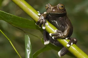 Images Dated 26th September 2009: Captive Tapichalaca