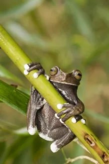 Images Dated 26th September 2009: Captive Tapichalaca
