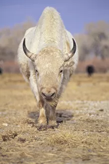 Images Dated 6th October 2003: Captive white American bison; American Indians revered rare white buffalo as a spirit