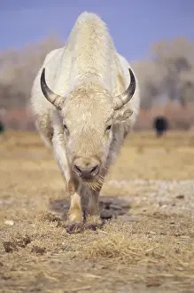 Images Dated 2003: Captive white American bison; American Indians revered rare white buffalo as a spirit