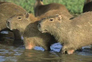 Largest Prints: Capybara, (Hydrochaeris