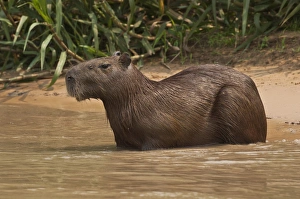 Images Dated 22nd September 2007: Capybara (Hydrochaeris hydrochaeris) Pantanal. Largest contiguous wetland system in the world
