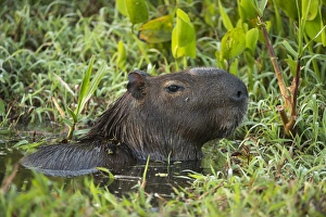 Northern Pantanal Prints: Capybara (Hydrochoerus hydrochaeris), Northern Pantanal, Mato Grosso, Brazil