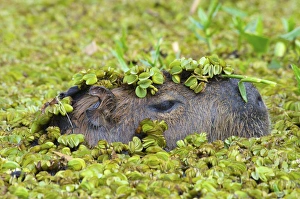 Images Dated 18th January 2010: Capybara (Hydrochoerus hydrochaeris), Corrientes, Argentina