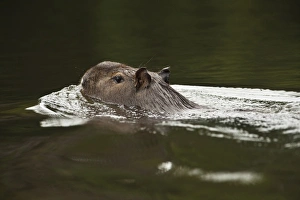 Images Dated 5th December 2009: Capybara (Hydrochoerus hydrochaeris). Rainforest, Rewa River, Iwokrama Reserve, Guyana