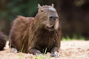 Relaxation Prints: A Capybara, Hydrochoerus Hydrochoerus