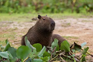 Mato Grosso Prints: A Capybara, Hydrochoerus Hydrochoerus