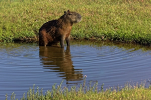 Mato Grosso Prints: Capybara, Mato Grosso, Pantanal, Brazil, South America