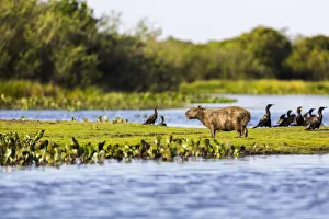 Images Dated 31st August 2015: A Capybara rests in warm light on a river bank near a flock of cormorants in the Brazilian Pantanal