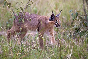 Caracal Prints: Caracal, Masai Mara, Kenya
