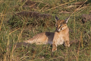 Images Dated 31st August 2011: Caracal, Masai Mara, Kenya, Africa