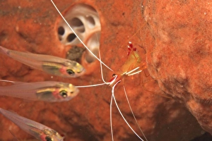 Se Asia Prints: Cardinalfish, Cleaner ShrimpTulamben, North Bali, Indonesia