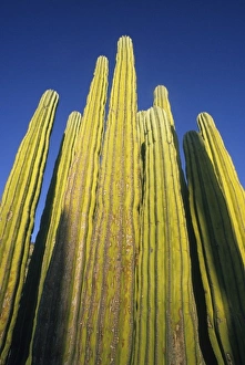 Prickly Prints: Cardon Cactus, (Pachycereus pringlei), Baja California