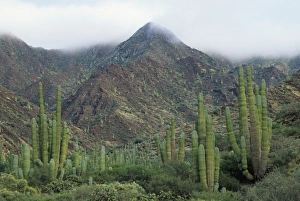 Cardon Cactus, (Pachycereus pringlei), Isla San Esteban, Baja California, Mexico