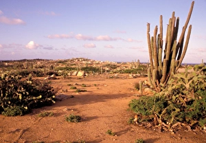 Aruba Prints: Caribbean, Aruba. Alto Vista Cactus Desert