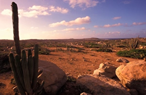 Caribbean, Aruba, Alto Vista cactus desert