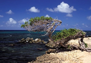 Aruba Prints: Caribbean, Aruba, Cudaribe Point. Divi Divi tree