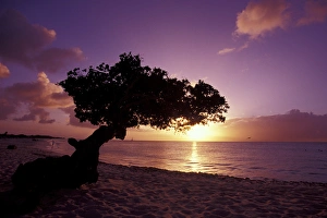 Caribbean, Aruba Divi divi tree at sunset