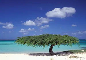 Eagle Beach Prints: Caribbean, Aruba. Eagle Beach
