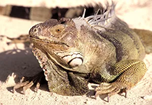 Spiny Prints: Caribbean, Aruba. Iguana