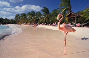 Flamingo Prints: Caribbean, Aruba, Sonesta Island