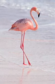 Images Dated 26th July 2006: Caribbean, Aruba, Sonesta Island, Flamingo