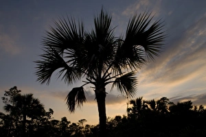 Images Dated 8th April 2007: Caribbean, Bahamas