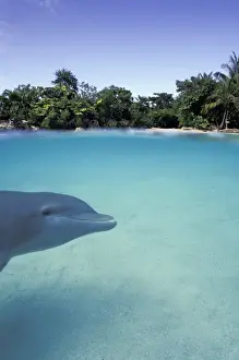 Shallow Prints: Caribbean, Bahamas. Bottlenose dolphin (Tursiops truncatus)