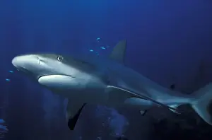 Sea Animal Prints: Caribbean, Bahamas Caribbean reef shark (Carcharhinus perezi)