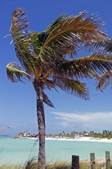 Images Dated 25th March 2012: Caribbean, Bahamas, Castaway Cay. Palm Tree of Castaway Cay