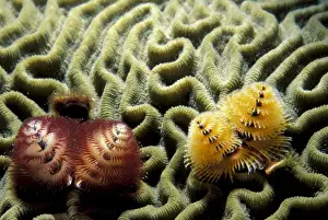 Worm Prints: Caribbean, Bahamas. Christmas tree worm (Spirobranchus sp. )