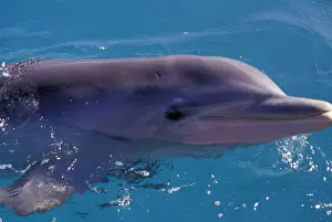 Caribbean, Bahamas, Nassau Dolphin at Dolphin Encounters, Blue Lagoon