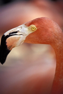 Flamingo Prints: Caribbean, Bahamas, Nassau Pink Flamingo, Adastra Gardens