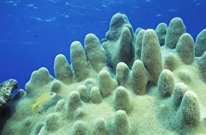 Caribbean, Bahamas. Pillar coral with fish