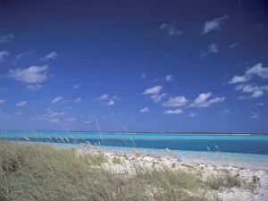 Caribbean, Bahamas. Sea Oats on beach