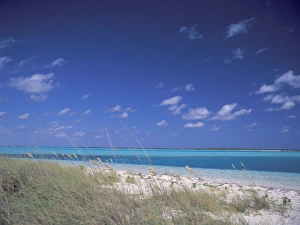Images Dated 2nd December 2004: Caribbean, Bahamas. Sea Oats on beach