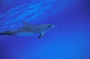 Caribbean, Bahamas Spotted dolphin