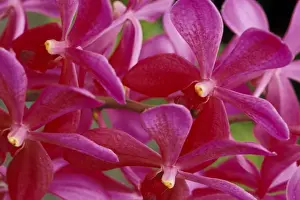St George Parish Prints: Caribbean, Barbados, St. George Parish Orchid World