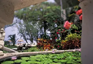 Barbados Prints: Caribbean, Barbados. Tropical blossoms and pond at the entrance to the Coral Reef Club