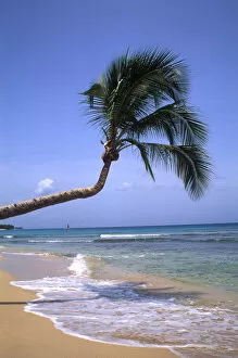 Caribbean Beach with Palm Tree Barbados