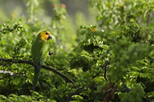 Images Dated 17th May 2011: Caribbean, Bonaire