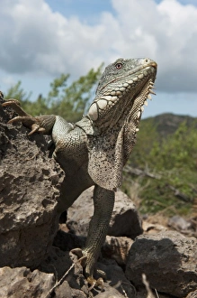 Images Dated 23rd May 2011: Caribbean, Bonaire